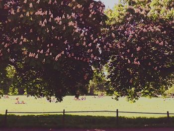 Trees in park against sky