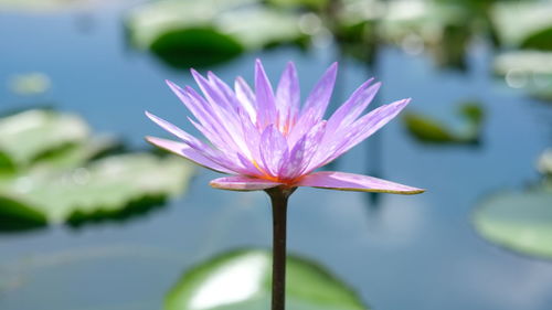 Close-up of pink water lily