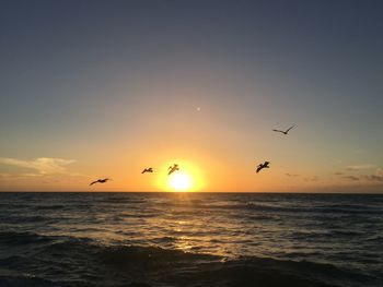 Silhouette birds flying over sea against sky during sunset