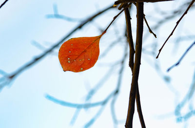 Close-up of red leaf on branch