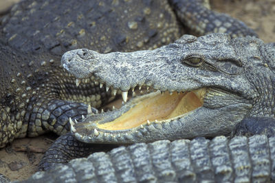 Close-up of crocodile