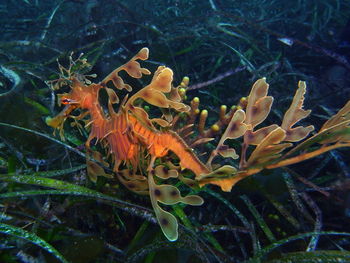 Close-up of jellyfish swimming in sea