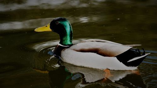 Side view of a duck in lake