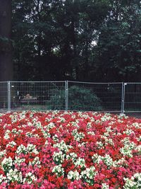 Flowers blooming on railing against trees