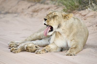 Lioness with her tiny cub in the kgalagadi national park, south africa