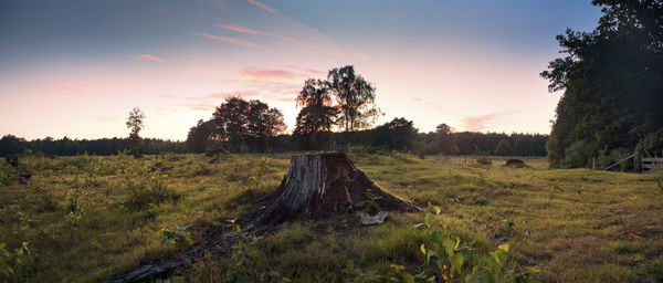 Trees on field against sky during sunset