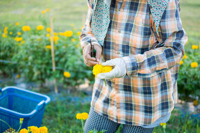 Midsection of farmer with marigold standing on farm