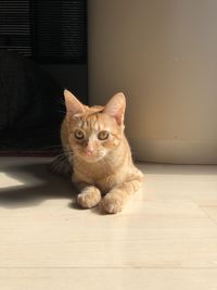 Portrait of cat relaxing on floor at home