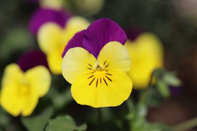 Close-up of yellow flowering plant