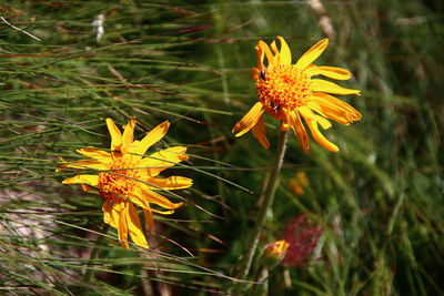 Close-up of yellow flowering plant on field