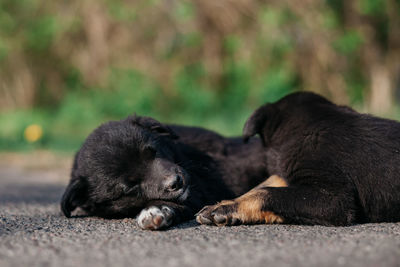 Little puppies on the road.