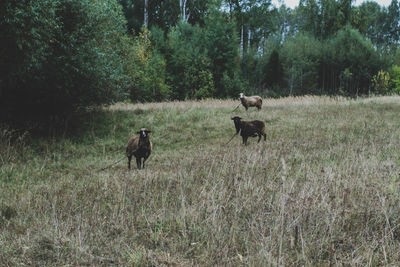 Horses in a field