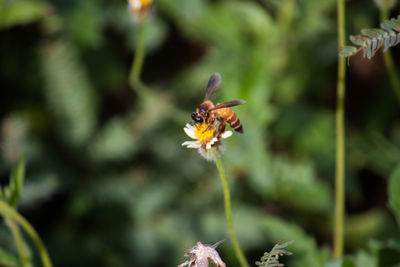 Close-up of insect on flower