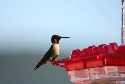 Close up of hummingbird on feeder