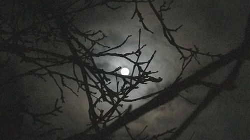 Close-up of bare tree at night