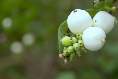 Close-up of fruit growing on tree