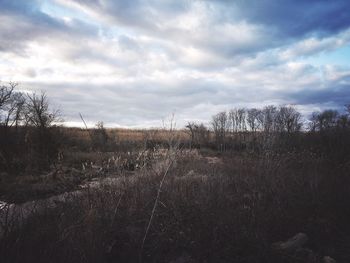 Bare trees against sky