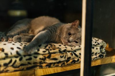 Close-up of a cat resting