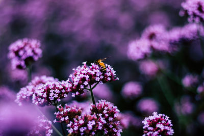 Close-up of bee pollinating on lavender