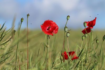 Close-up of red poppy flowers growing on field