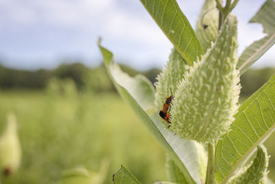 Close-up of insect on plant