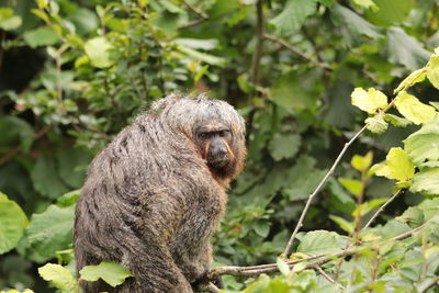 Monkey sitting on tree