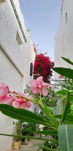 Pink flowering plant against building