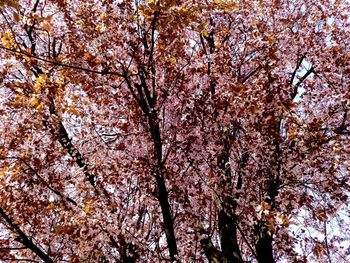 Low angle view of cherry blossom tree