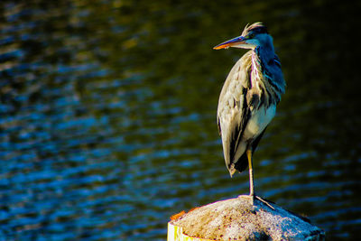 Close-up of bird perching on a lake