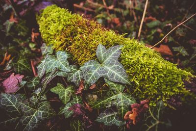 High angle view of plants during autumn