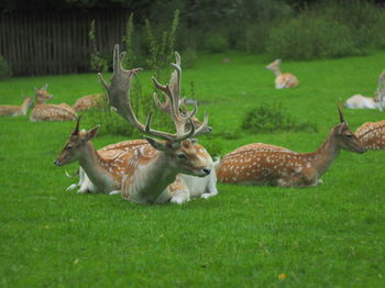 Axis deer resting on grassy field