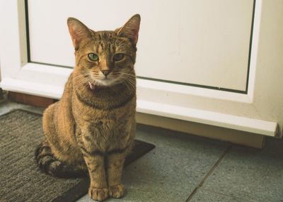 Portrait of cat sitting on floor