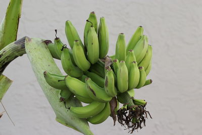 High angle view of fruit on table