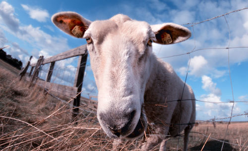 Close-up portrait of horse against sky