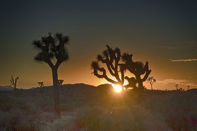 Silhouette trees on field against sky at sunset