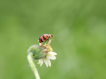 Close-up of ladybug on flower