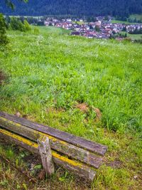 Scenic view of grassy field