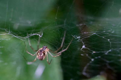 Close-up of spider on web