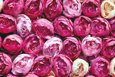 Full frame shot of pink flowers