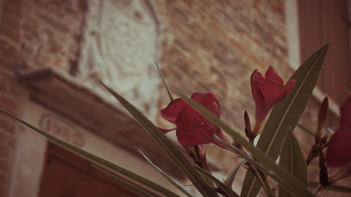 Close-up of red flower