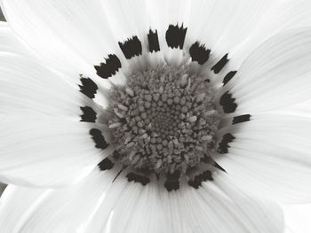 Close-up of white flower