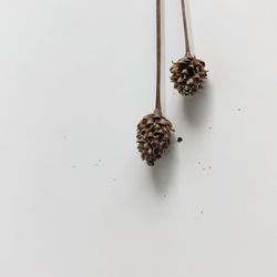 High angle view of dried plant against white background