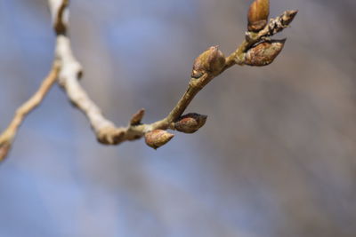 Close-up of dried flower buds on branch