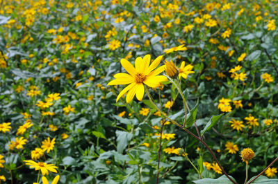 Close-up of yellow flowering plant on field