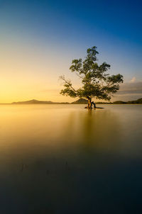 Beautiful scenery of a lonely tree on a high tide with warm colors of the sunrise
