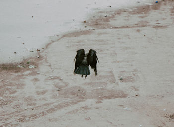 High angle view of birds on beach