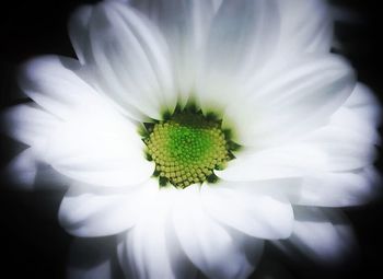 Close-up of white flowers