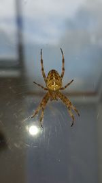 Close-up of spider web