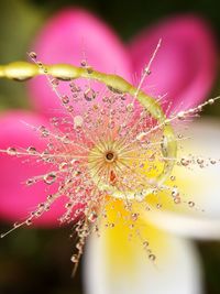 Close-up of raindrops on pink flowering plant