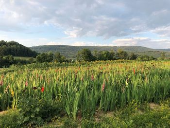 Scenic view of field against sky